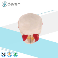 Modelo de Cráneo Humano DRS1028 con Orígenes y Puntos de Inserción Musculares, Anatomía Detallada del Cabeza y Esqueleto para Educación Médica