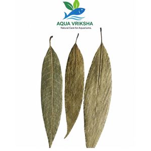 Hojas de Mango Secas Naturales para Acuario |   26-30 cm | Paquete de 10 - Product Image 3