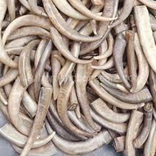 ปลายเขาควายธรรมชาติแบบดิบจาก ILAHI ดีไซน์ร่วมสมัยแนวเรียบง่ายแบบชนบทสัมผัสเสมือนจริงจากแคว้นอุตตรประเทศสำหรับเทศกาลตรุษจีนและคริสต์มาส - Product Image 2