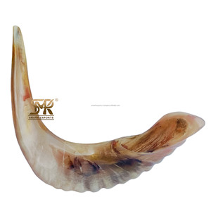 Corne de bélier naturelle Shofar polie grande | Cérémonies rituelles juives | Événements culturels de culte spirituel - Product Image 3