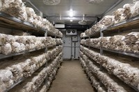 Conteneur de 20 pieds à montage rapide, isolé et préfabriqué, pour la culture de champignons et la production agricole