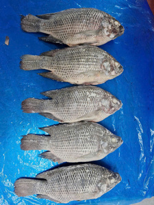 Pescado Congelado de Vietnam de Alta Calidad, Alto Valor Nutricional, 100% Natural, Envasado al Vacío en Bolsa/Caja/Pieza - Product Image 3