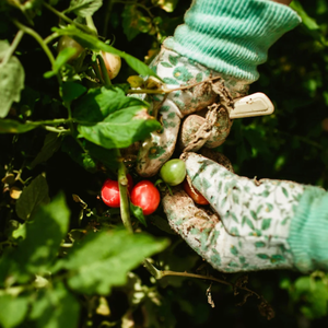En vrac, poudre de fumier de vache de qualité supérieure, engrais organique de vermicompost pour la croissance des plantes, l'horticulture et les plantations - Product Image 5