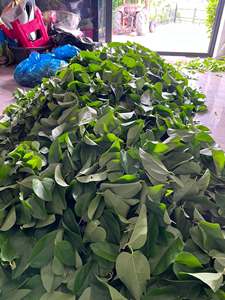 Hojas Secas de Bai Ya Nang de Marca Privada 100g 200g para Servicios de Alimentos y Bebidas, Hojas de Ya Nang Premium 100% Naturales de Vietnam - Product Image 4