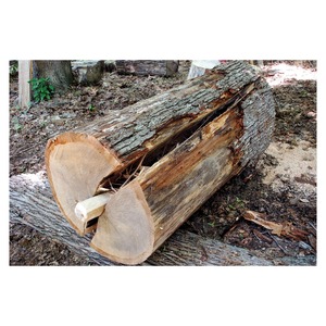 High Grade Oak Timber <b>Logs</b> with Excellent Durability and Natural Grain Patterns for Premium Wood Products - Product Image 5
