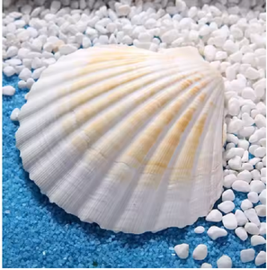 Venta al por mayor de conchas de vieiras blancas naturales grandes de Vietnam, artesanías de decoración del hogar de estilo animal pulido listas para exportar - Product Image 1