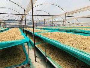 HANCOFFEE NOUVELLE RÉCOLTE Grains de café Robusta crus/verts - Prix de gros le plus bas - Conditionnés en sacs de 60 kg / sacs en PP / sacs en jute - Product Image 5