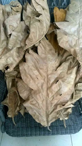 Hojas de panacá deshidratadas 0.5 Oz 14 g, hoja de Artocarpus altilis deshidratada, hoja de sake deshidratada, hoja de panacá deshidratada al sol, proveedor de hojas de panacá deshidratadas, ANGLE - Product Image 3