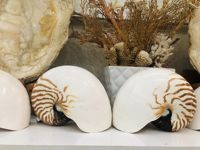 Vietnamien Finest Grande Lune Polie Escargot Coquillages Coquillages Coquille D'escargot Écologique Poli Pétoncle pour Aquarium Décor