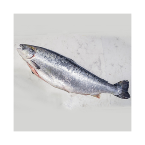 Frozen salmon belly for sale / V-shape Gutted Salmon Fish Head, Frozen Salmon Fish ,Frozen King Salmon Fish - Product Image 4