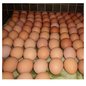 Œufs de table premium, œufs de poule frais, œufs blancs de grande taille, qualité alimentaire, fournisseur en gros, exportation, approvisionnement frais - Product Image 1