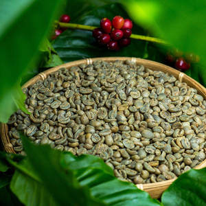 กาแฟ S16+ เมล็ดกาแฟเขียวแบบ Wet-Hulled ได้รับการรับรองและติดตามได้ กาแฟพิเศษอาราบิก้าจากเวียดนาม - Product Image 4