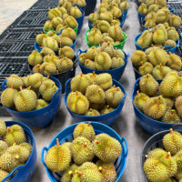Thailand Monthong Durian Export Premium Kwaliteit 100% Thais Durian Vlees Versgevroren 500g 14 Dagen Houdbaarheid Gekochte Opslag
