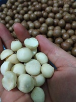 [Expédition immédiate] Noix de macadamia du Vietnam en gros, de haute qualité, grillées, décortiquées, >25mm, sans additifs alimentaires, prêtes à consommer, pour animaux de compagnie