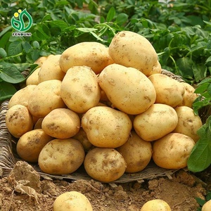 Patatas Frescas de Alta Calidad de Tanzania, Almacenamiento a Granel, 25 kg, Redondas, Calidad 100, 30 cm, Larga Duración, en Venta - Product Image 2