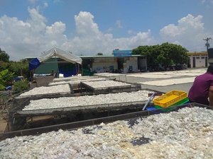 ลดราคาพิเศษ 2026 เกล็ดปลาเวียดนาม คุณภาพพรีเมียมสำหรับตลาดส่งออก ราคาถูกจากเวียดนาม - Product Image 3