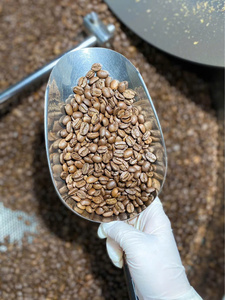 เมล็ดกาแฟเขียวเวียดนามพรีเมียม อาราบิก้า G1 ออร์แกนิค รับรองมาตรฐาน IIGLOBAL FARM GB26 รุ่น 12% - Product Image 3