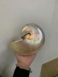 เปลือกหอยมุกขัดเงาอย่างประณีต |   ของตกแต่งบ้านเปลือกหอยมุกขัดเงาขนาด 5.2” - 6.8” สีรุ้งธรรมชาติ 5.2” -> 6.8” - Product Image 4