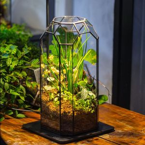 Terrario de Metal y Vidrio Negro Personalizado, Moderno, para Plantas de Interior, Suculentas, Plantas Aéreas y Terrarios DIY - Product Image 1