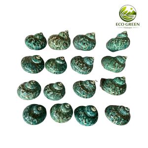 Natural Green Mother of Pearl Shell Large Conch Seashell for Decoration Craft Jewelry Making Premium Quality Export - Product Image 5