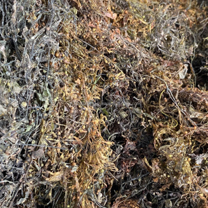 Algas Sargassum Secas al 100% Pura de Vietnam para Fertilizantes, Biomasa e Industrias de Alginato, a Granel, Marca KMI - Product Image 4