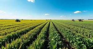 Bio Manna Biofertilizante Líquido para Agricultura 100% Orgánico NPK Aumenta la Fertilidad del Suelo y el Rendimiento en un 25% - Product Image 3