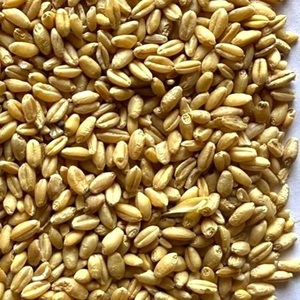 Grano de Trigo de Primera Calidad para Consumo Humano, Trigo Integral Natural, 12 Meses de Vida Útil, Utter Pradesh, para una Alimentación Saludable - Product Image 5