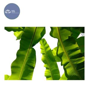 BEST-SELLER Feuilles de bananier vertes fraîches et surgelées durables, approvisionnement en vrac pour l'exportation, pour la cuisine des restaurants et les fêtes - Product Image 1