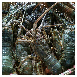 Homards entiers congelés pour expédition longue distance, stockage frigorifique et exportation internationale - Product Image 2