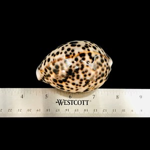 Beach Wedding Decor <b>Large</b> Polished Leopard Cowrie Seashell Glossy Spotted Porcelain Shell Party Favor Wholesaler - Macy - Product Image 2