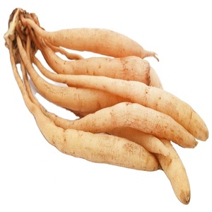 Măng Tây Racemosus Rễ Shatawari Rễ Hữu Cơ - Product Image 1