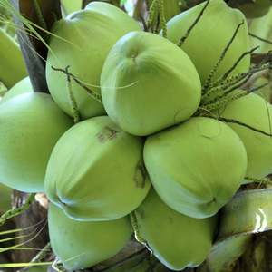 มะพร้าวสดคุณภาพส่งออก รูปทรงเพชร จากเวียดนาม มะพร้าวอ่อนสดฉ่ำ - Product Image 6