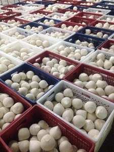 มะพร้าวอ่อนสดจากเวียดนาม ผลิตจากเส้นใยมะพร้าวธรรมชาติ สำหรับการผลิตเครื่องดื่มและการค้า - Product Image 5