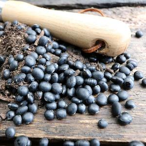 Frijol Negro Procesado a Granel, Frijol Negro Limpio y Uniforme para Fabricantes y Distribuidores de Alimentos en Todo el Mundo - Product Image 5