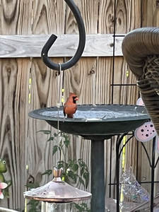 Bain d'oiseaux moderne en métal au design élégant, parfait pour l'extérieur, bac à eau pour mangeoire à oiseaux de jardin, construction durable. - Product Image 2