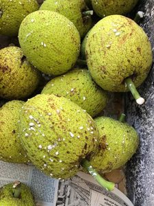 Fruit à pain IQF de qualité supérieure du Vietnam |   Fruits congelés de haute qualité en gros |   Fruits tropicaux prêts à cuisiner pour une collation saine - Product Image 3
