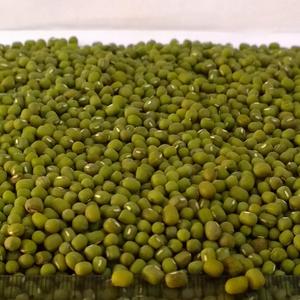 Frijoles Mung Verdes Orgánicos Premium 100% Preparados para Proveedores de Alimentos con Clasificación Limpia y Empaque al Vacío en Bolsa de Calidad de Exportación - Product Image 1