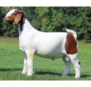 Suministro al por Mayor de Cabras Boer Premium Vivas para Criadores de Ganado, Granjas de Producción de Carne, Importadores y Distribuidores - Product Image 4