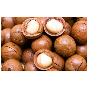 Suministro a granel de cáscaras de nuez de macadamia para exportación a los mejores precios, nuez de macadamia en cáscara de alta calidad en venta - Product Image 6