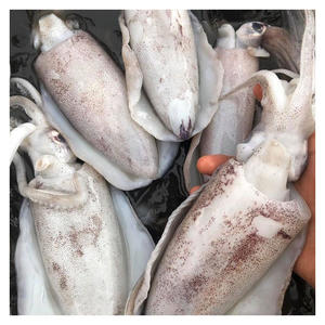 Calamar entier surgelé de qualité supérieure - Product Image 1