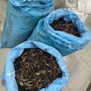 DISPONIBLE Extracto de Fragancia de Operculum de Murex Puro Ecológico, Material para Incienso, Suministro para Exportación - Product Image 4