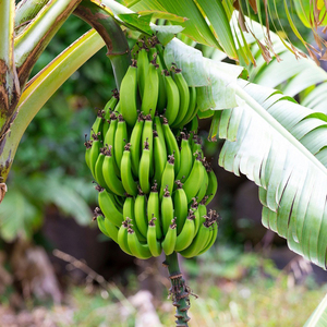 Bananes Cavendish vertes de qualité supérieure, qualité d'exportation, bananes fraîches brutes pour la vente en gros et les commandes en gros - Product Image 1