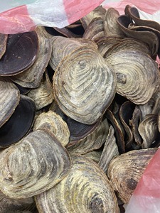 [BEST SELLER] Blue Lotus Farm Dried Murex Operculum Seashell Raw Material for Perfume Extract Incense Fragrance Wholesale Supply - Product Image 5