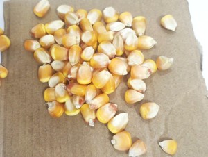 Feed Grade Dry High Protein Yellow <b>Maize</b> Corn for Cattle & Dairy Livestock Feed 50kg <b>Bag</b> - Product Image 5