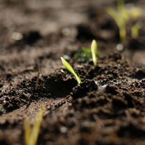Estiércol de Vaca Seco en Polvo Superfino / Granulado / Semipulverizado, Abono Orgánico para el Crecimiento Rápido de Todas las Plantas y Cultivos - Product Image 1