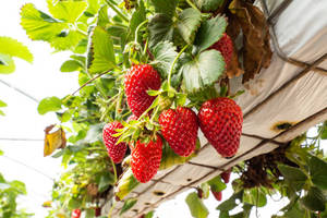 Fresas Congeladas de Primera Calidad para Exportación 2026 - Product Image 2