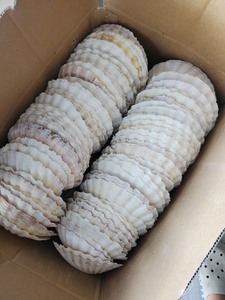 Grandes coquilles marines pour la décoration intérieure, aménagement paysager, exportation, usine du Vietnam - Product Image 2