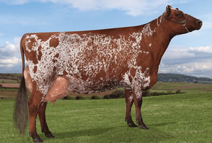 Ayrshire Dairy Cattle Breeding Animals for Bulk Orders and International Markets - Product Image 5