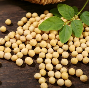 ถั่วเหลือง GMO จำนวนมาก คุณภาพสูง สำหรับผู้ซื้อระหว่างประเทศ - Product Image 5