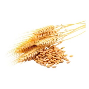 Premium hard wheat <b>grains</b> for sale in bulk at competitive prices - Product Image 1